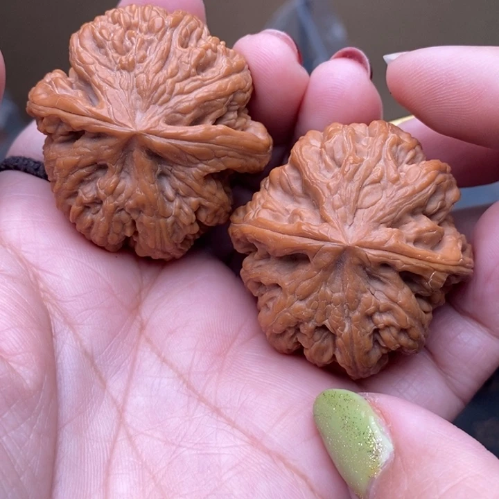 核桃大粗筋40尺核桃