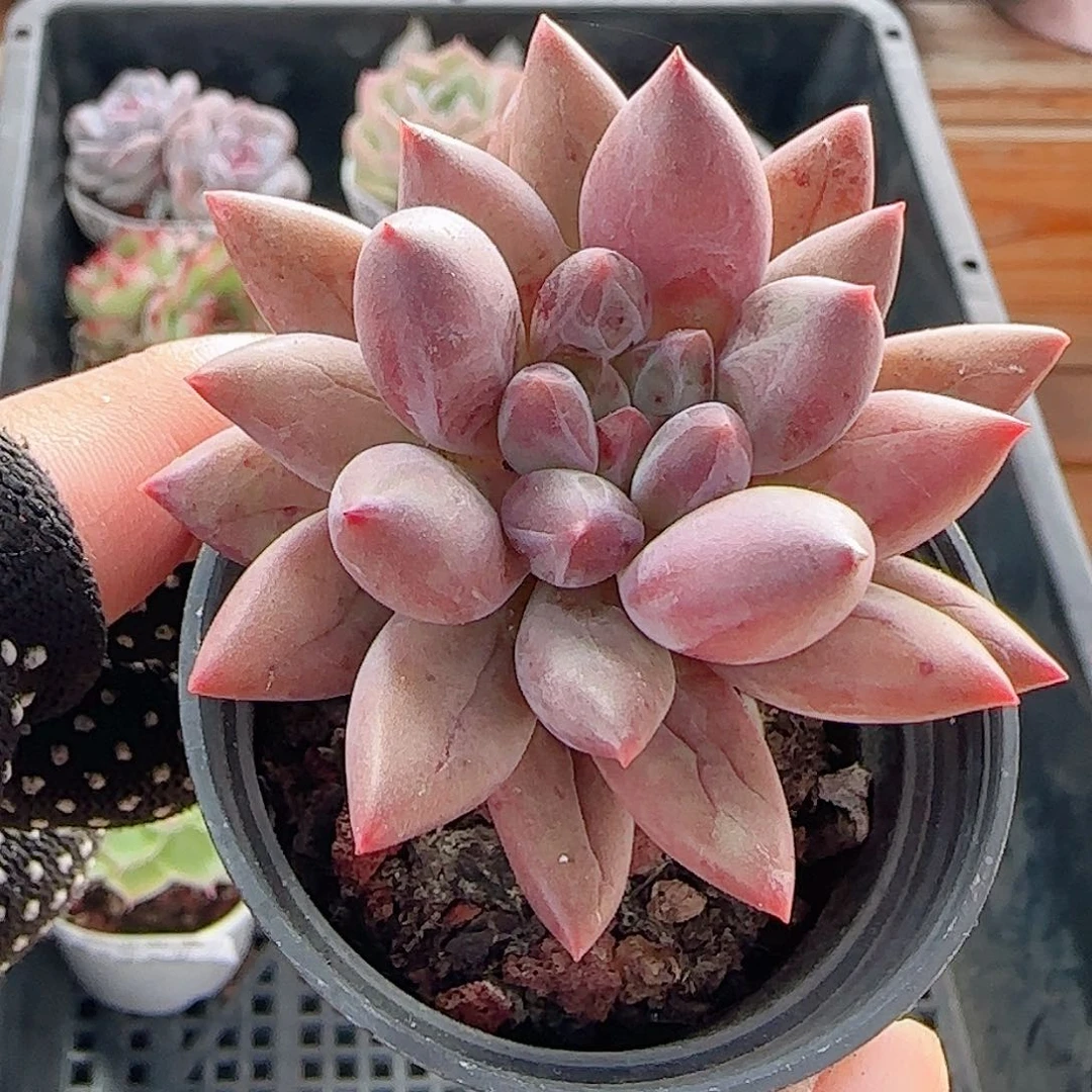 多肉1012--47红蜻蜓