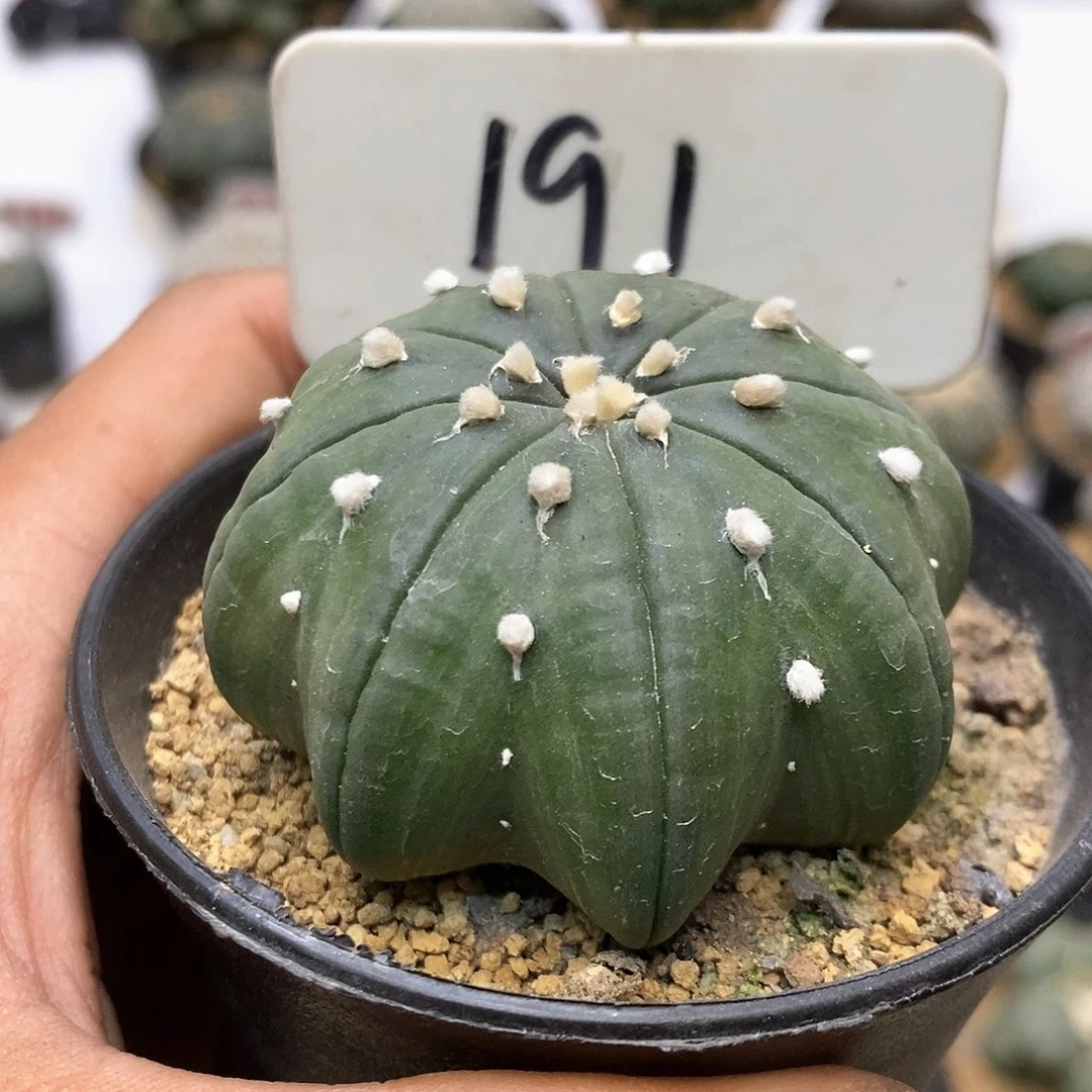 191福利特价咯打特价咯