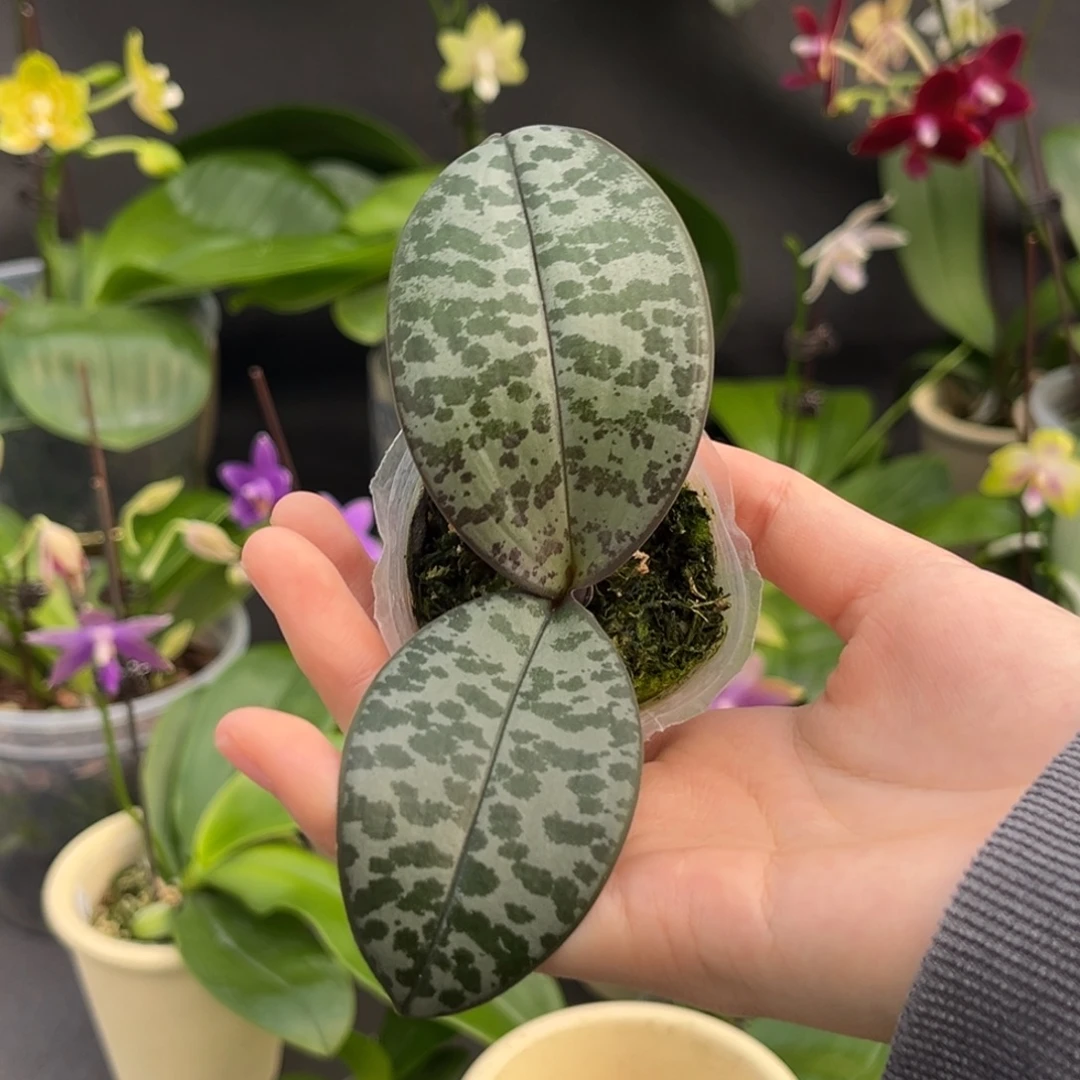 无花朵1.7寸m606苗