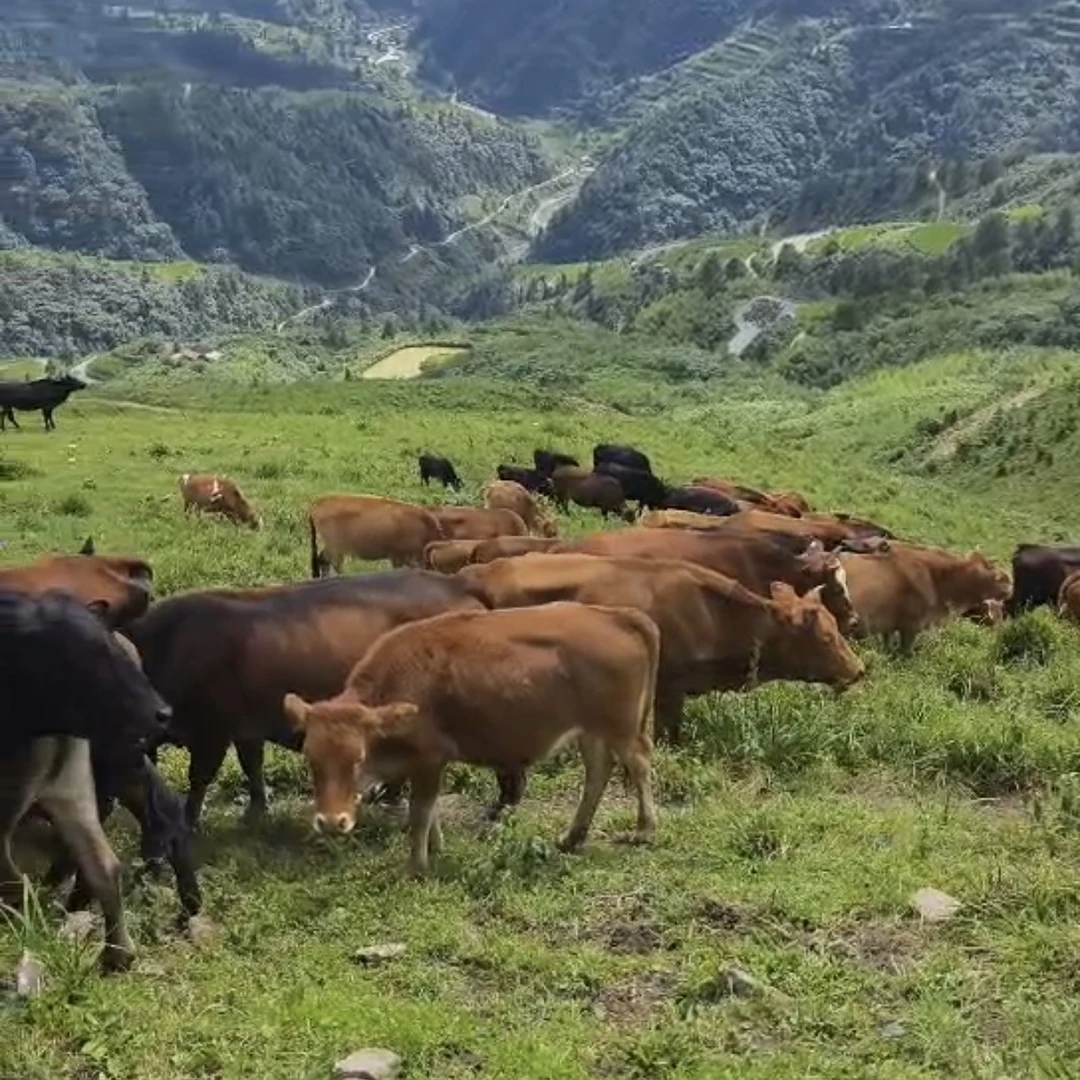 1—20斤贵州高原小黄牛（直播间现称为准）（顺丰冷链空运）