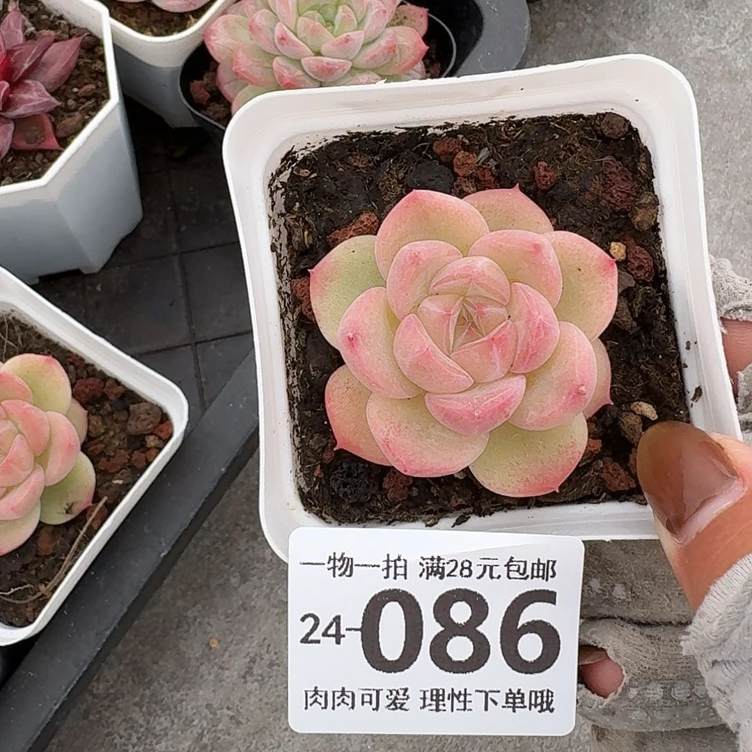 优选珍妮无盆土发货无