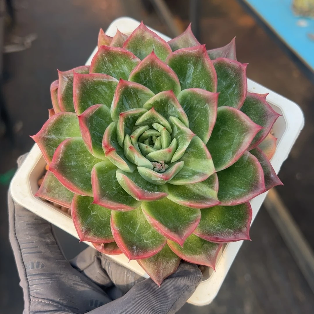 佛罗瑞安娜锦，花脸拉丝锦