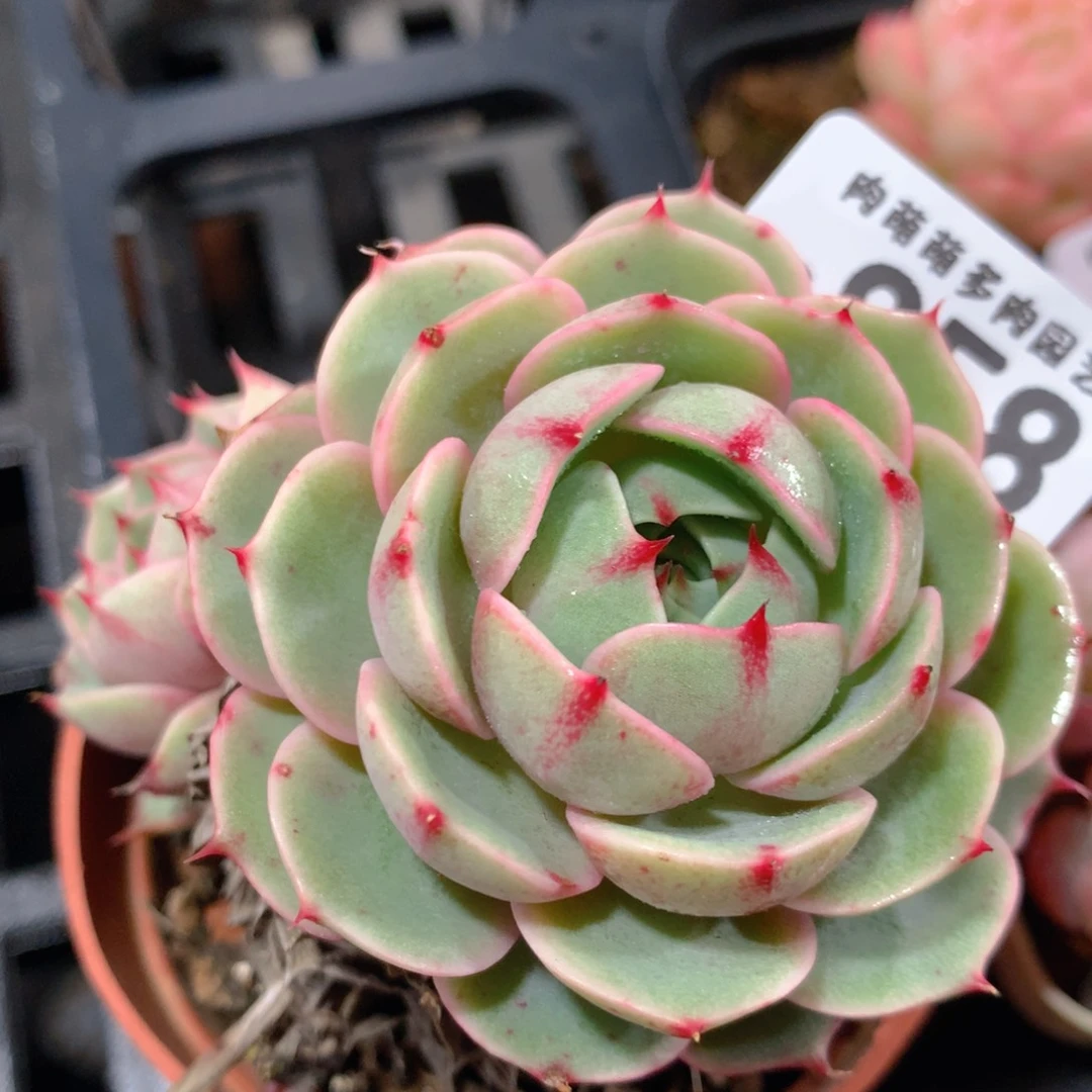 5CM拇指盆精控多肉ZO858