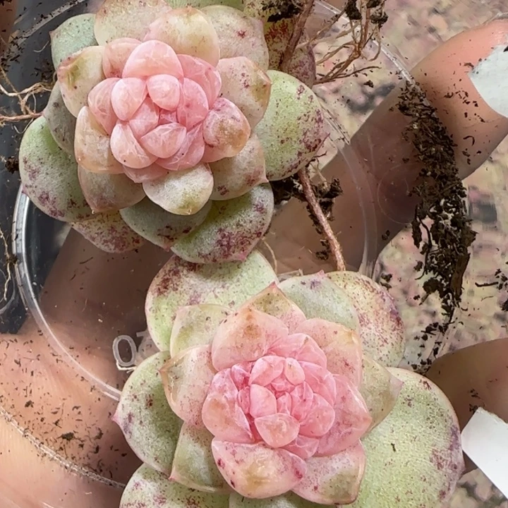 9号粉樱花珍妮两颗