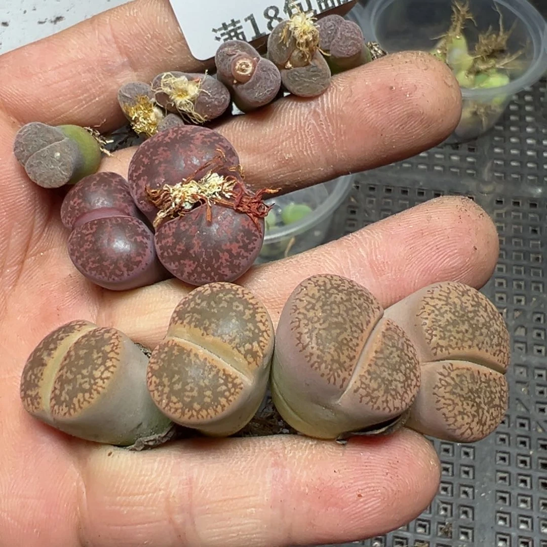 【闪购商品】 831。      长腿