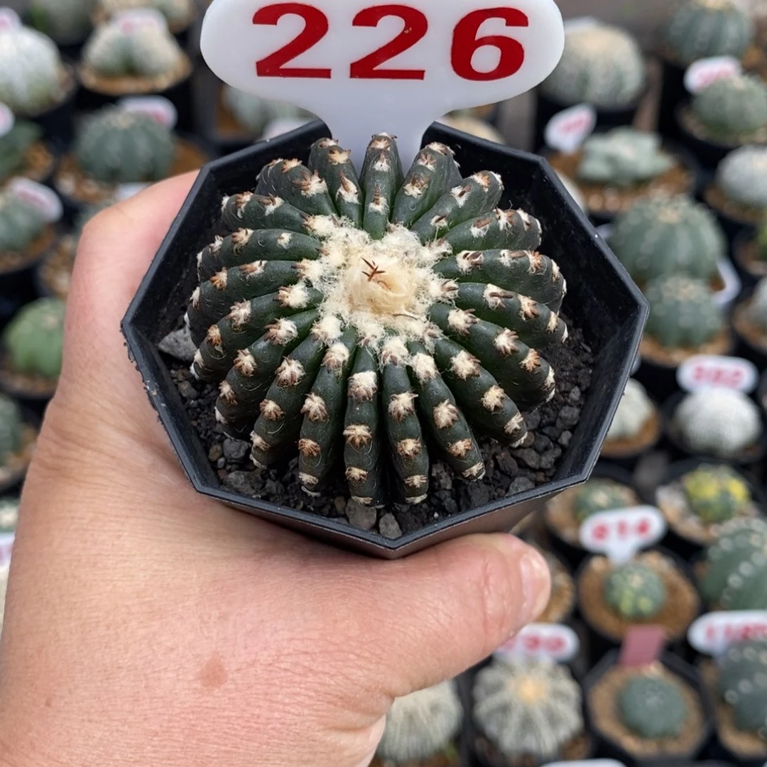 226奇特球福利来了