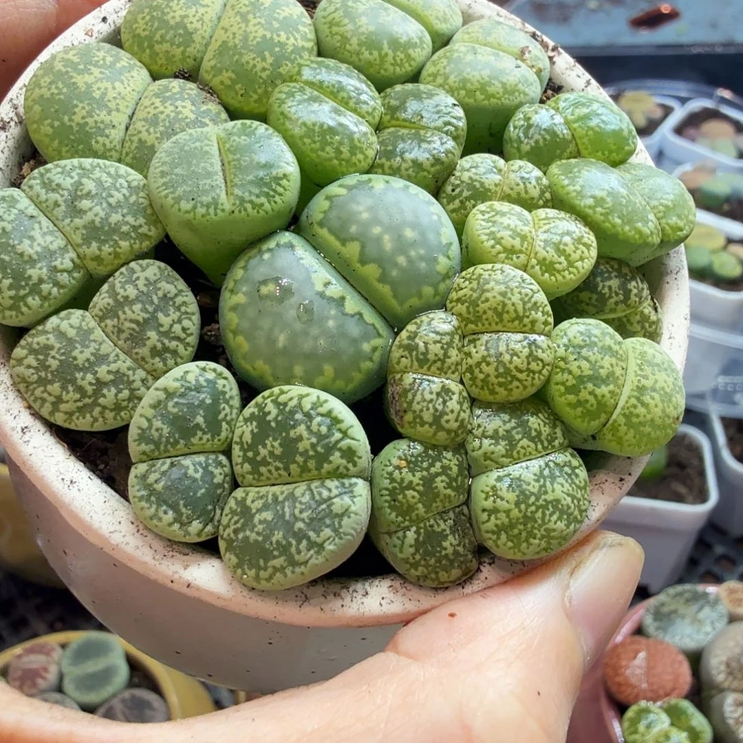 布***羞多肉葡萄和坚果的7