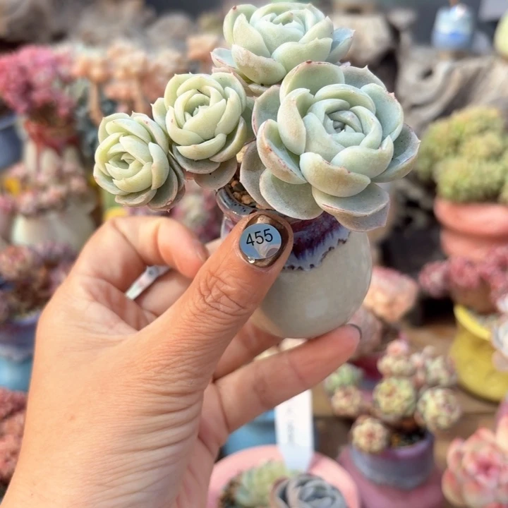 小****?455 多肉含盆土 30包邮 除偏远