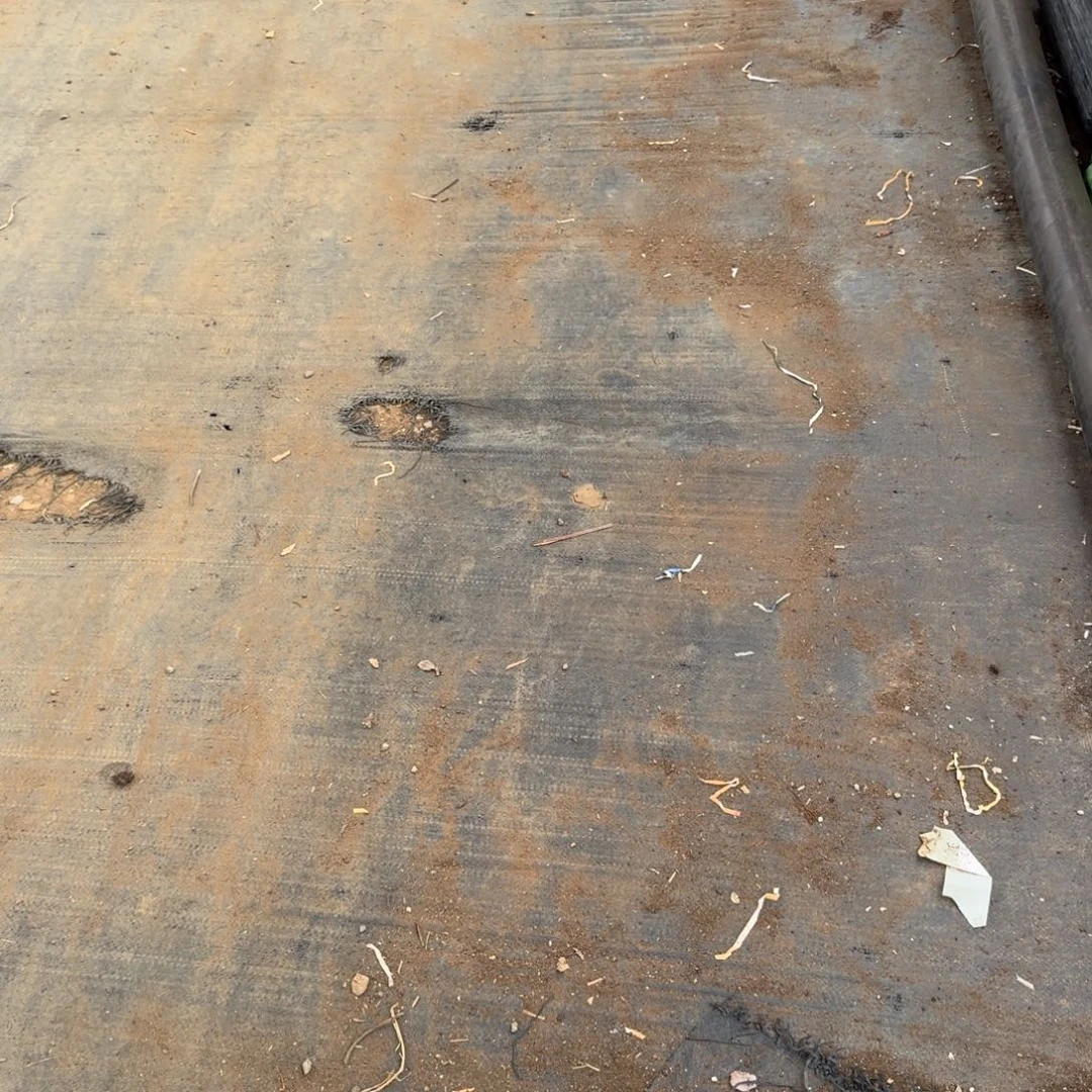 未选育珍妮一盘量拍发货72棵（剪穴盘）