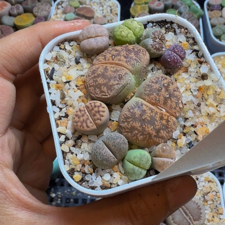 七**扒多肉葡萄的季节来87