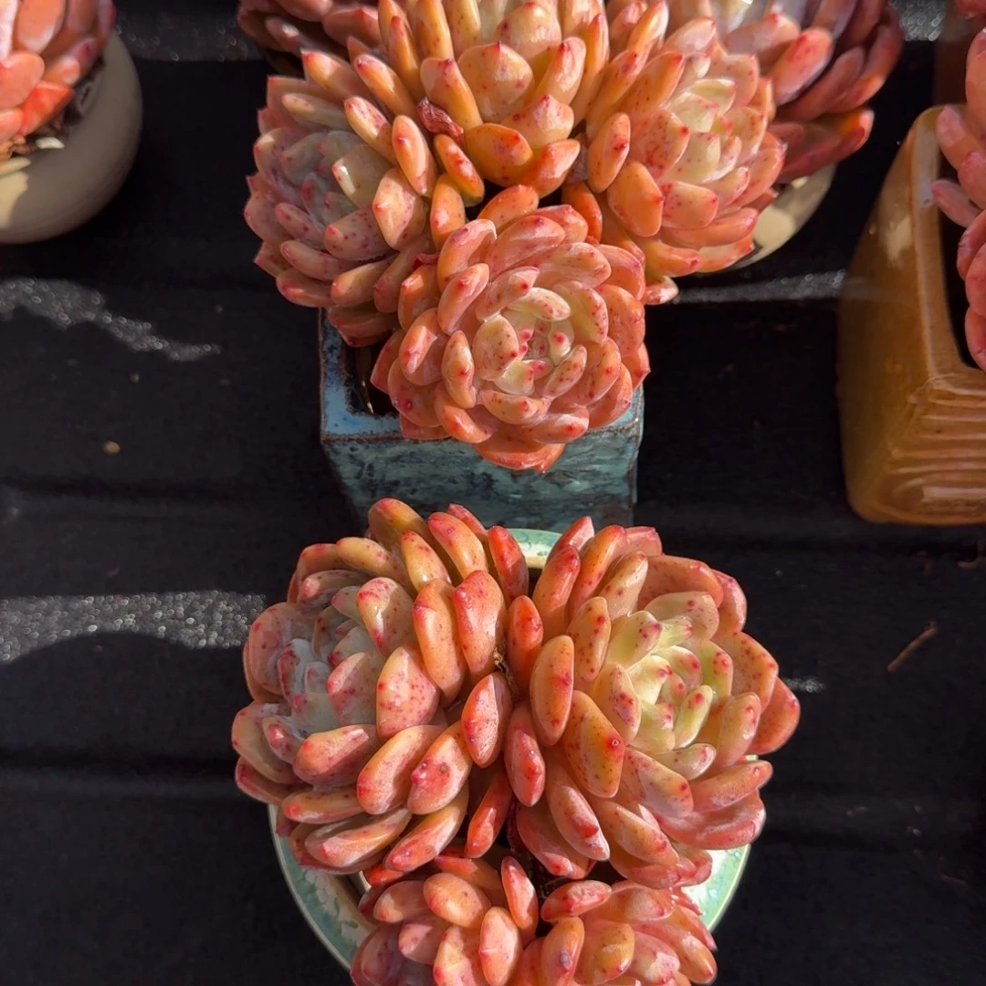 浅***雨孔雀开屏，蝴蝶造型