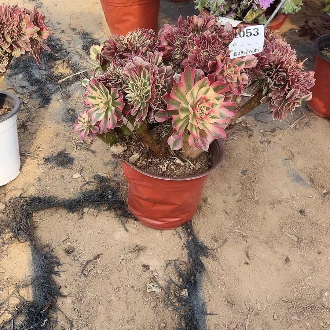 可**贝053粉女巫缀多肉植物无售后