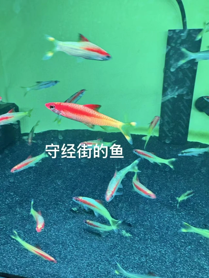 黄化一眉专拍链接
