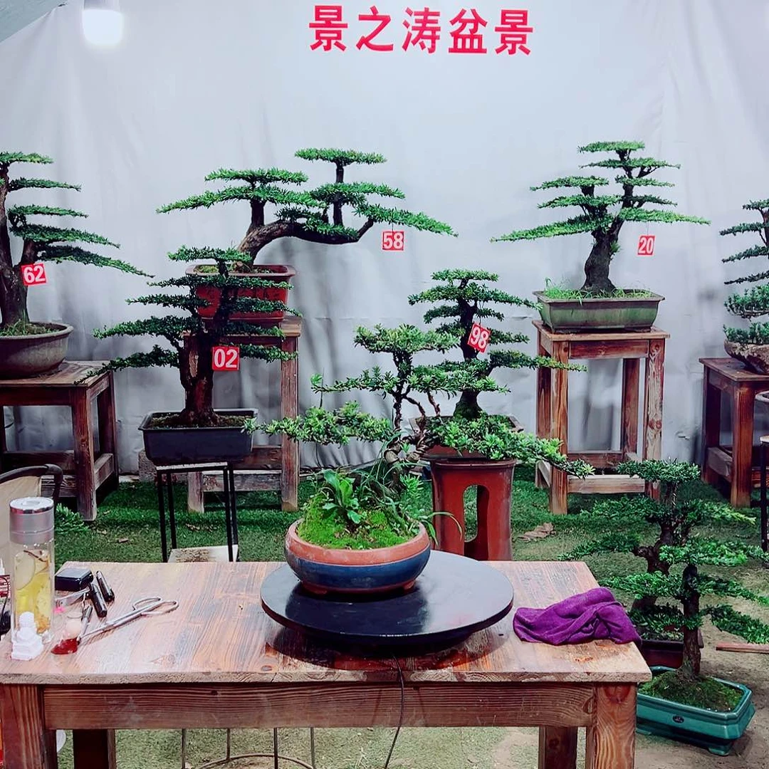 无花朵小老桩红芽罗汉松