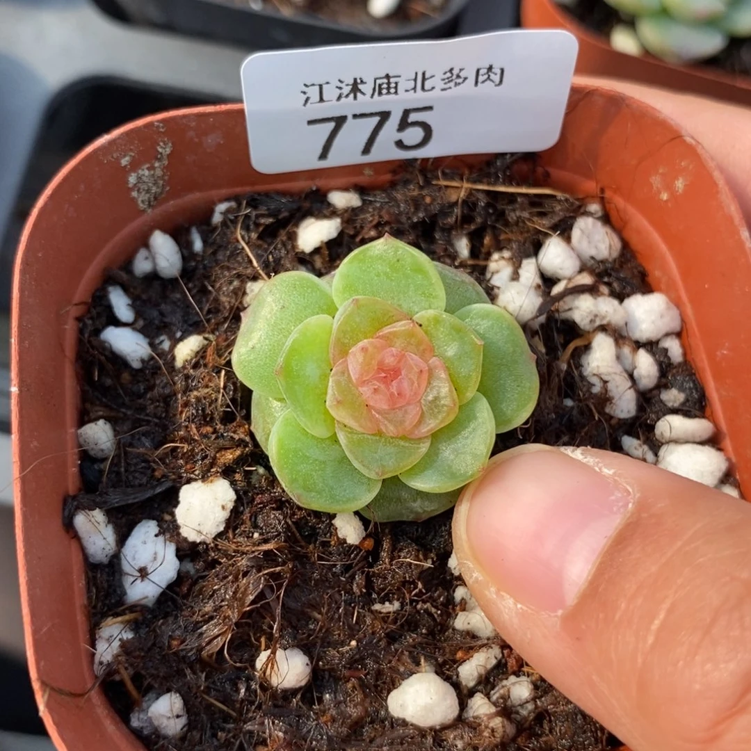 标775桃夭一个多肉