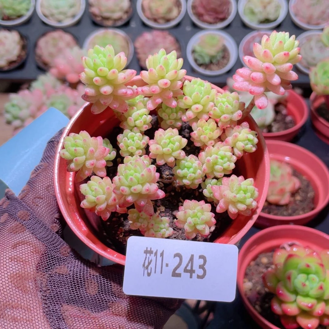 花利美11-243花团锦