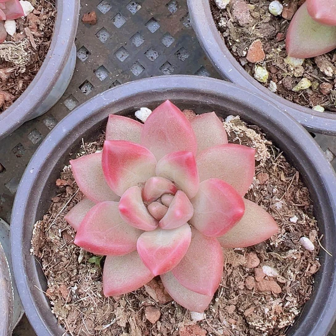 单头迷雾泡泡19包邮多肉