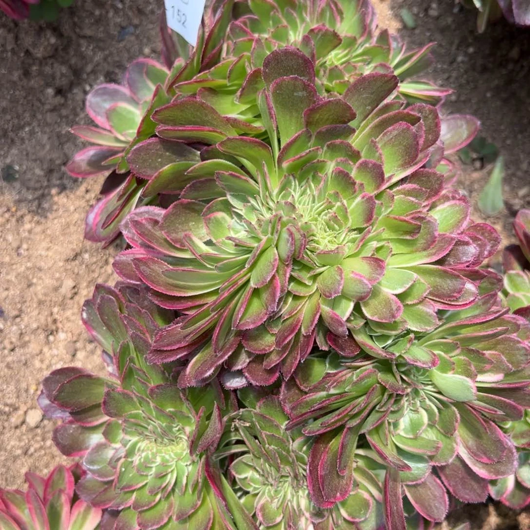 玉芙蓉缀多肉植物152