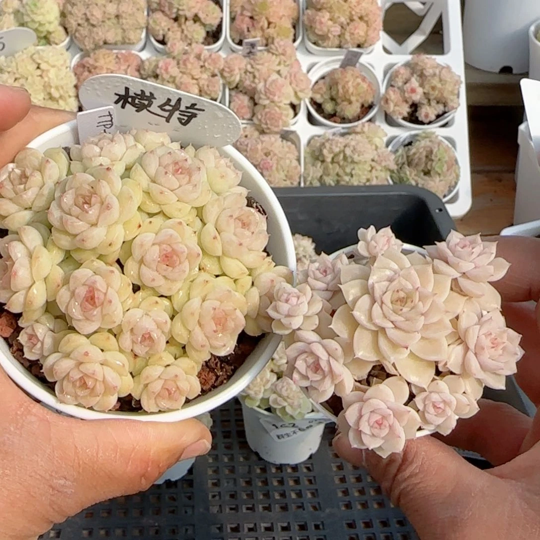 【闪购商品】0211-164（ttp-114）