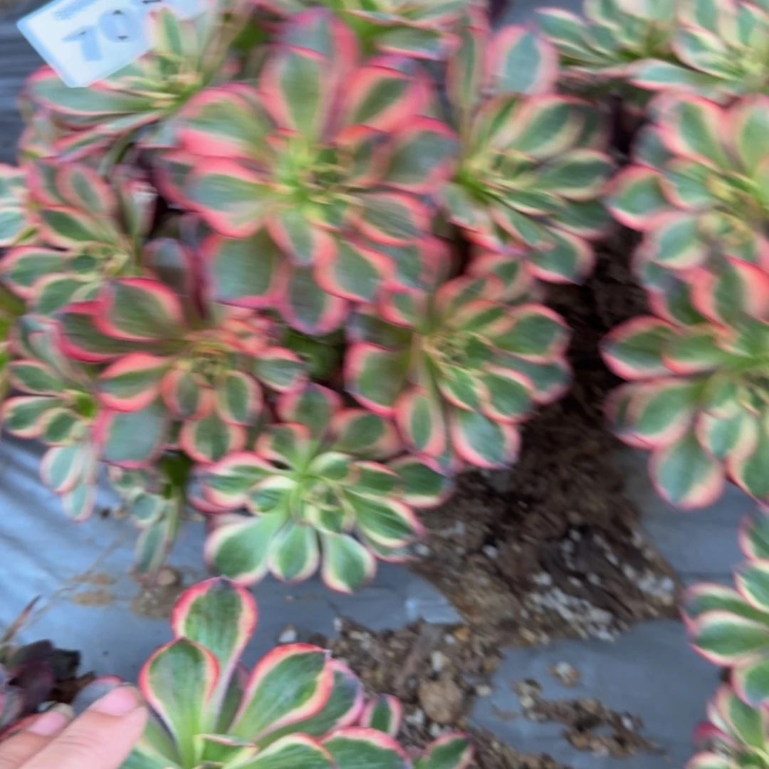 708魅金锦。多肉植物