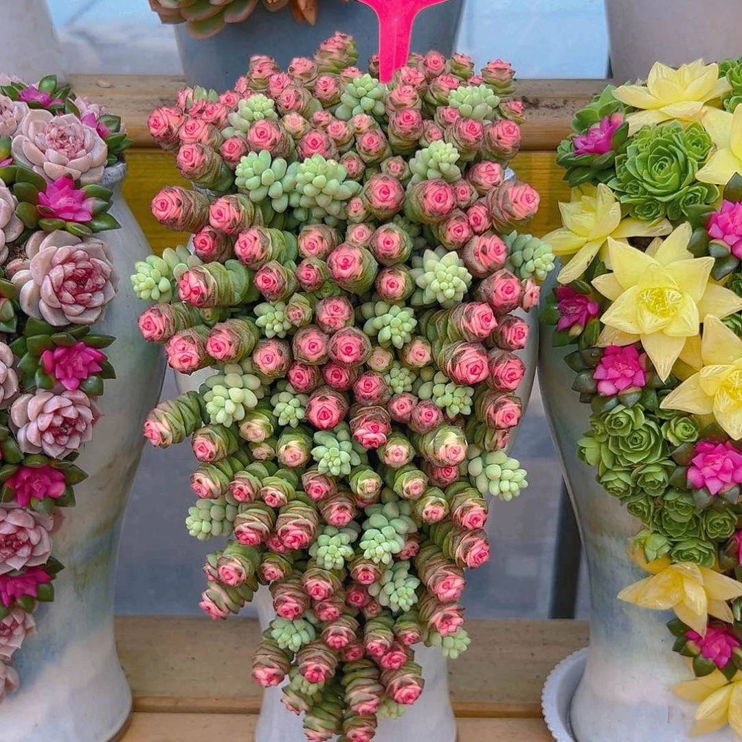 013钱朵朵多肉组合