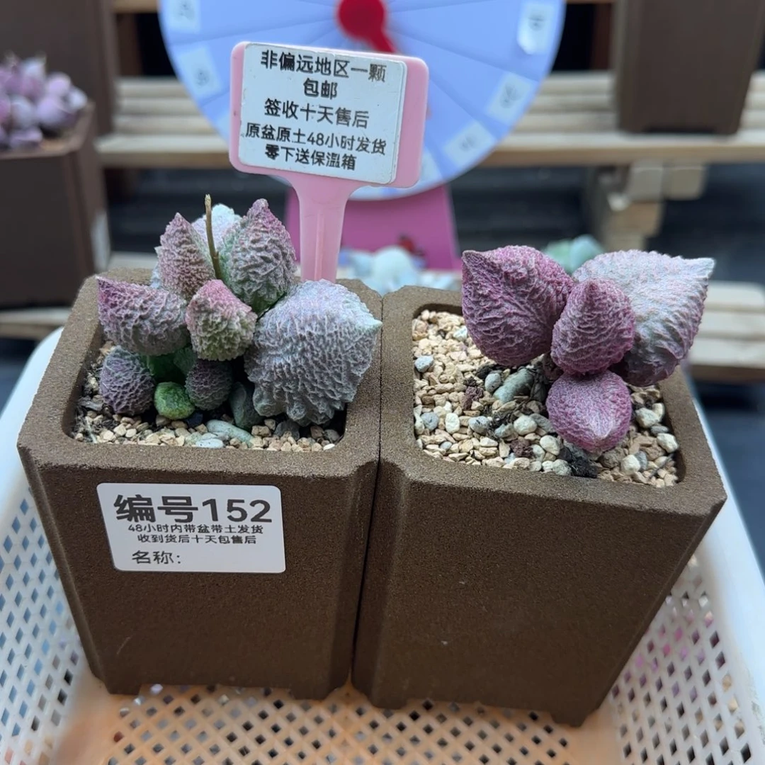 鱼***咪152巨猪宝2颗多肉植物