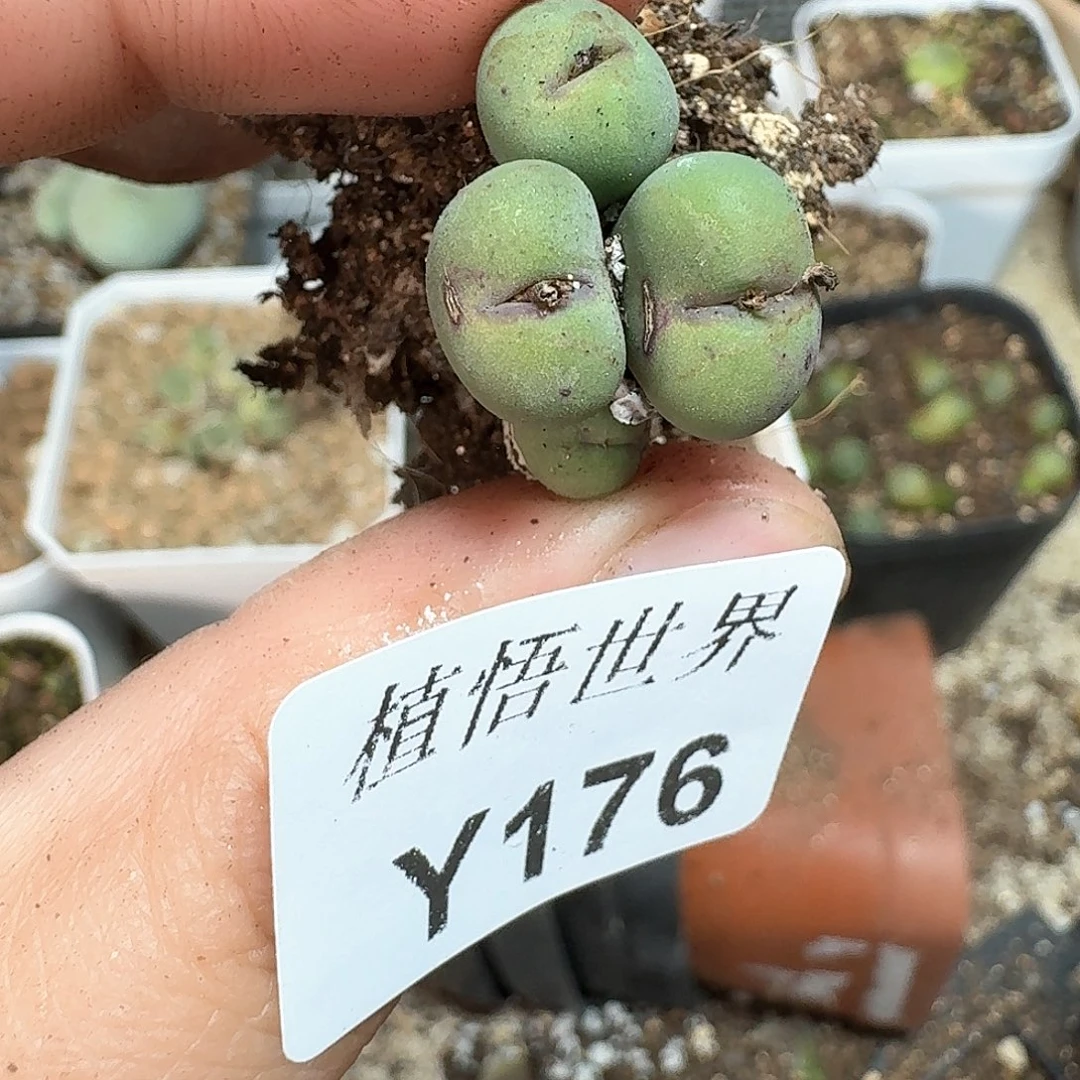 176号多肉植物哇d f