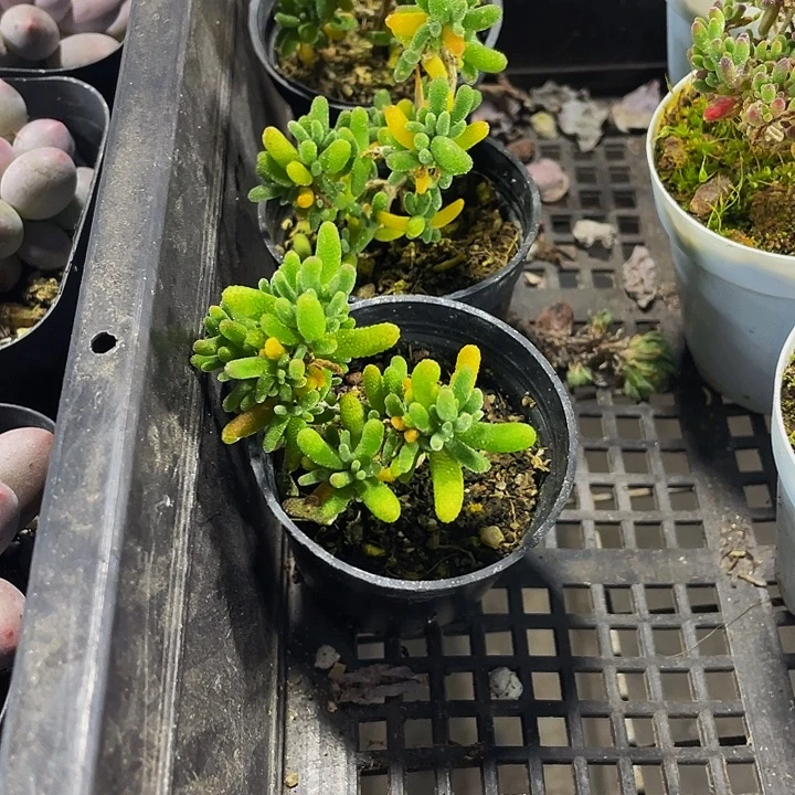 糖球2.8带盆土发货