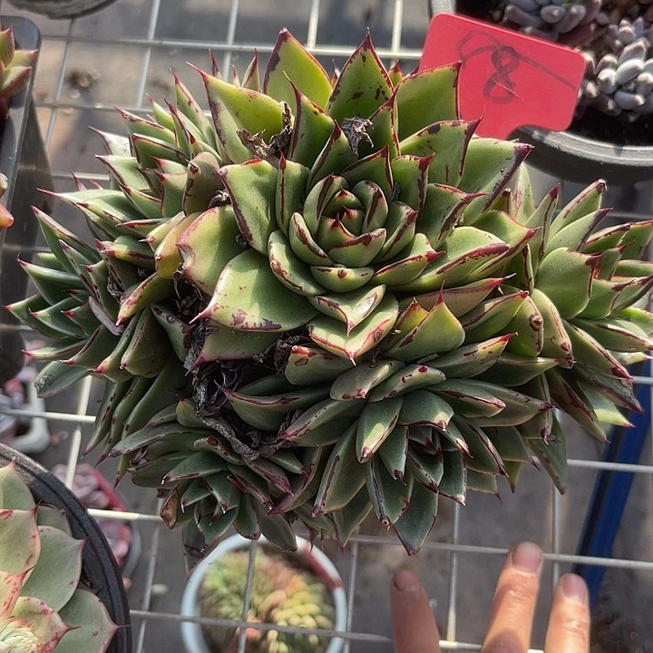 两单包邮，一物一拍8乌木