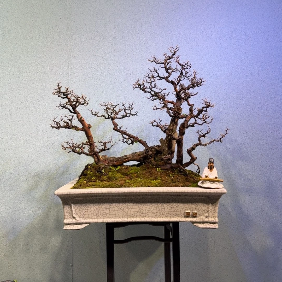 老***金无花朵雀梅盆景3800