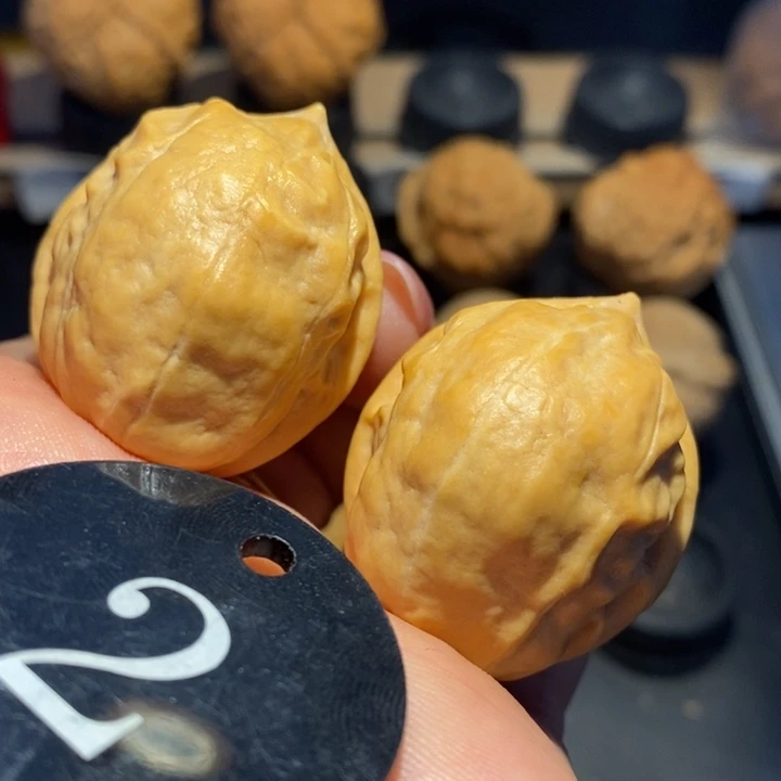 核桃马头琴核桃尺寸34