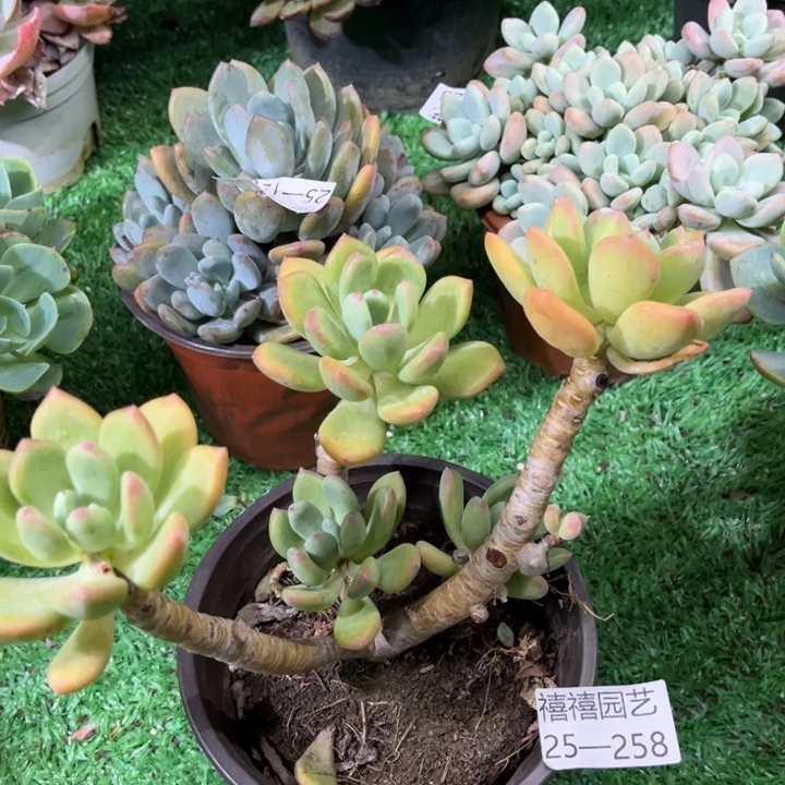 25-258清新美人多肉植物