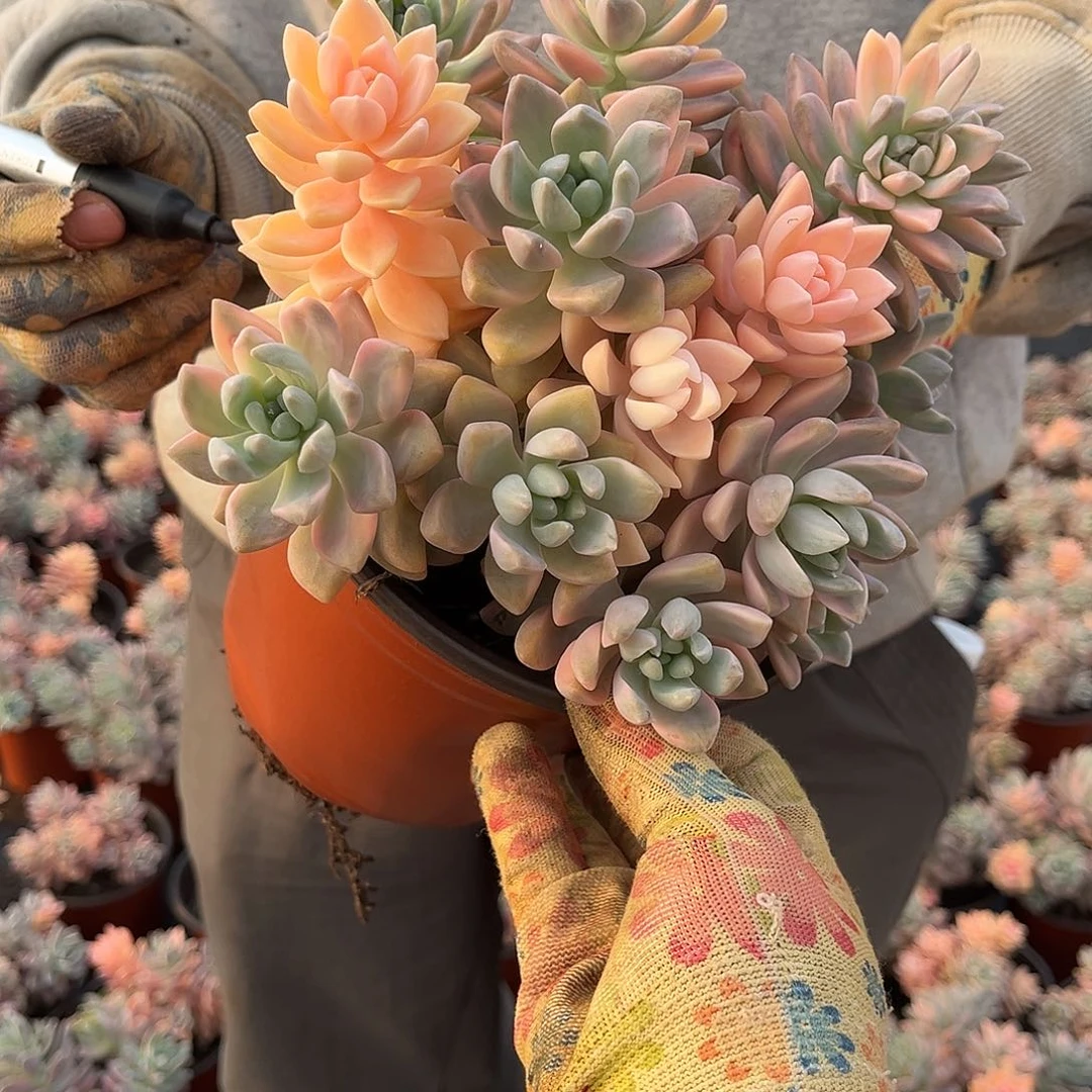 4*多肉植物淡雪景D48