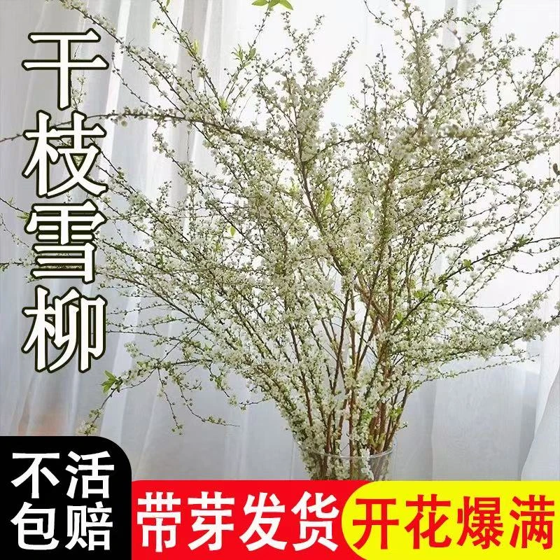 网红款干枝雪柳遇水开花插花水培耐寒水养鲜枝花卉绿植净化空气