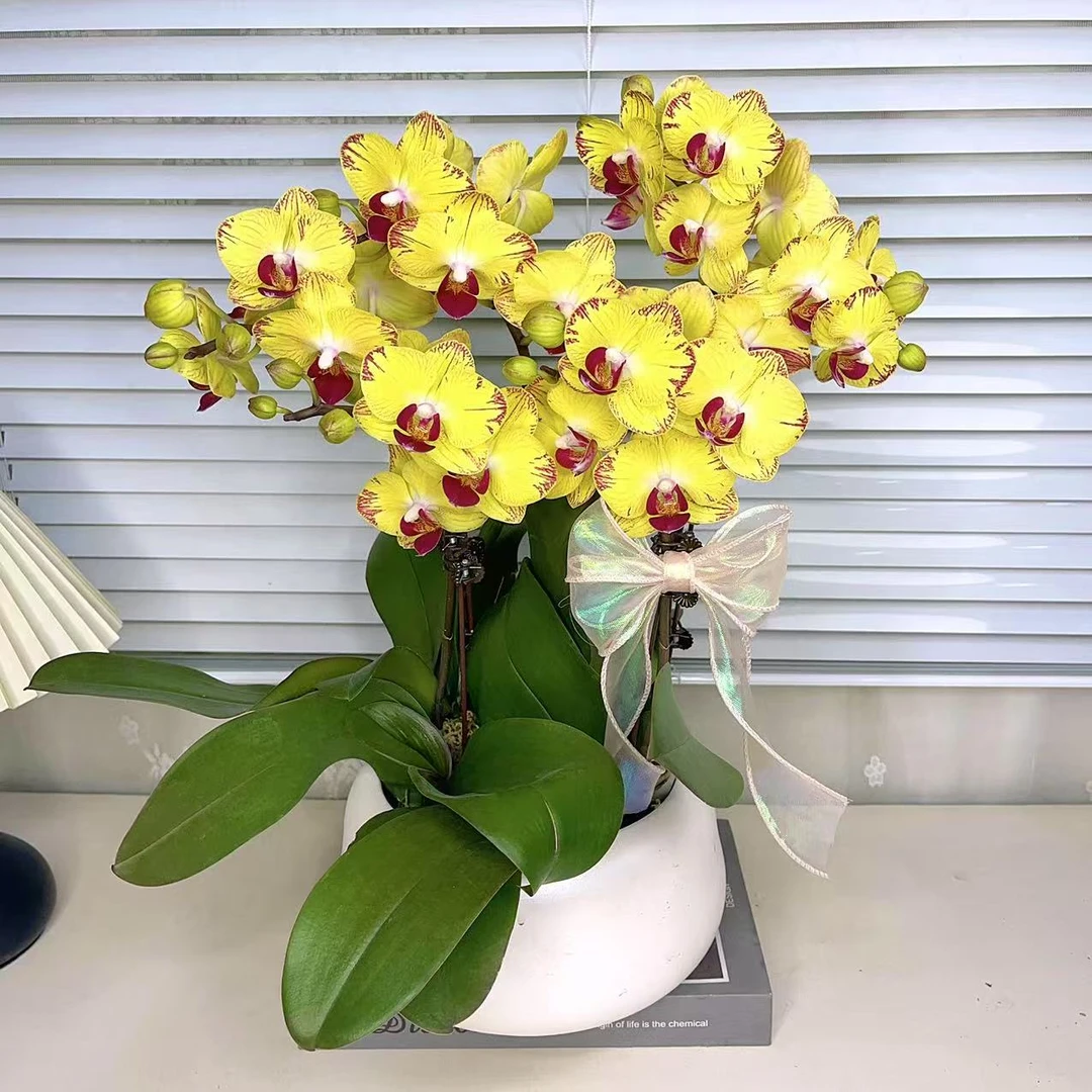 蝴蝶兰【金丝猴】 单花剑 室内好养 花卉绿植 广州基地直发