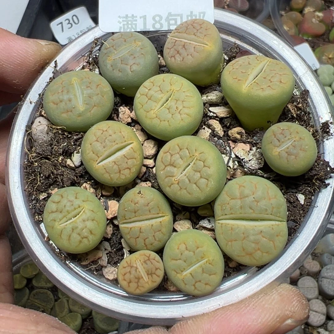 【闪购商品】 734。