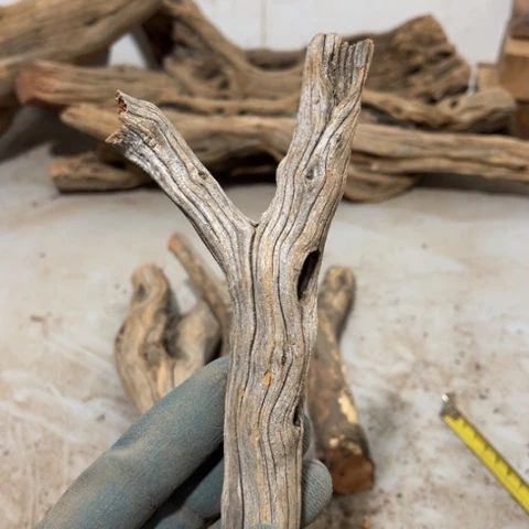 大果紫檀（缅甸花梨）?**道