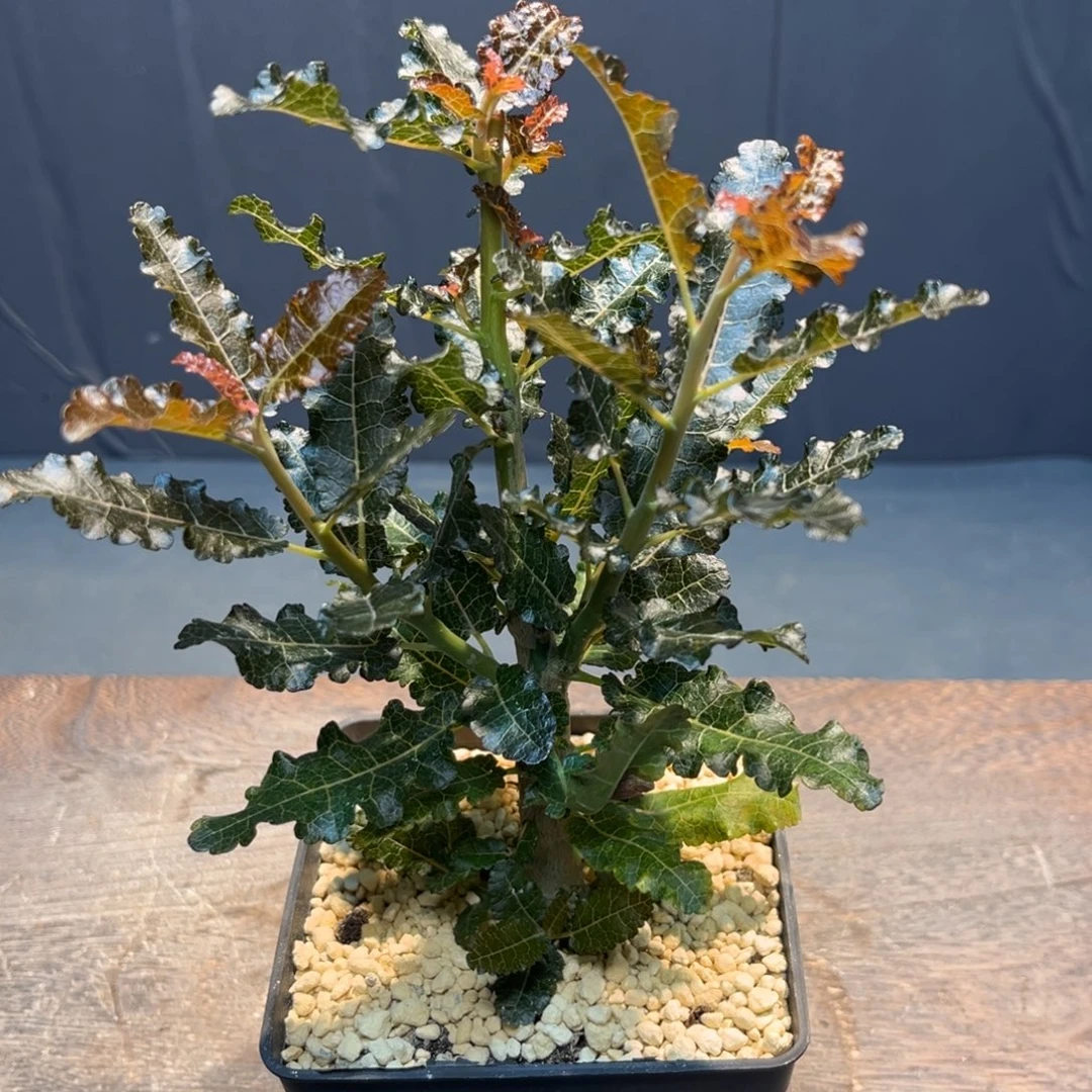 娜娜乳香Zzzzzzzzzzz