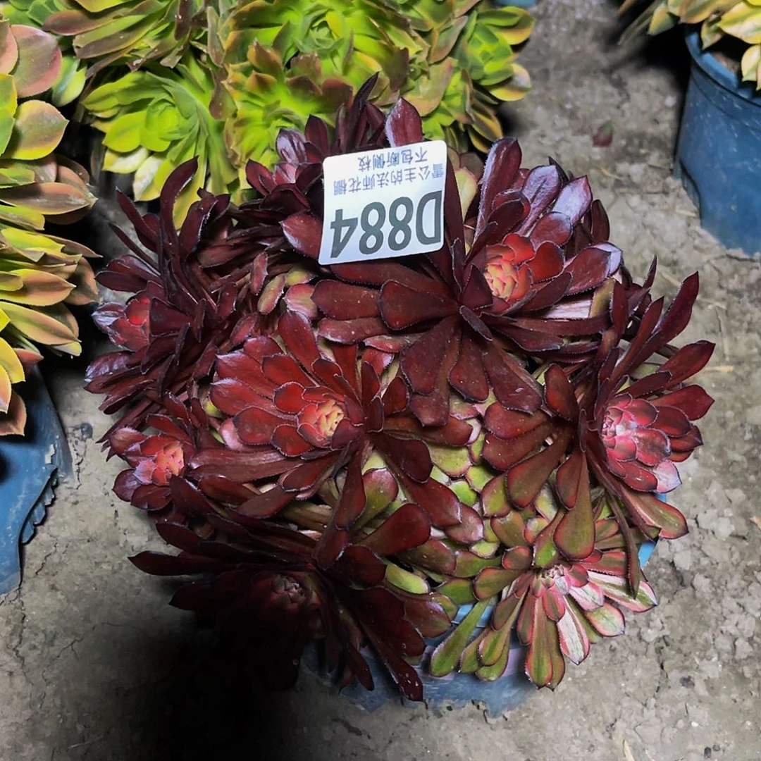 法师法师15–15包邮法师