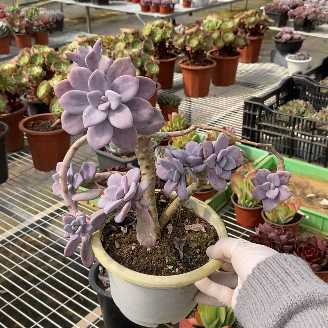 19753桃霜老桩一物一拍