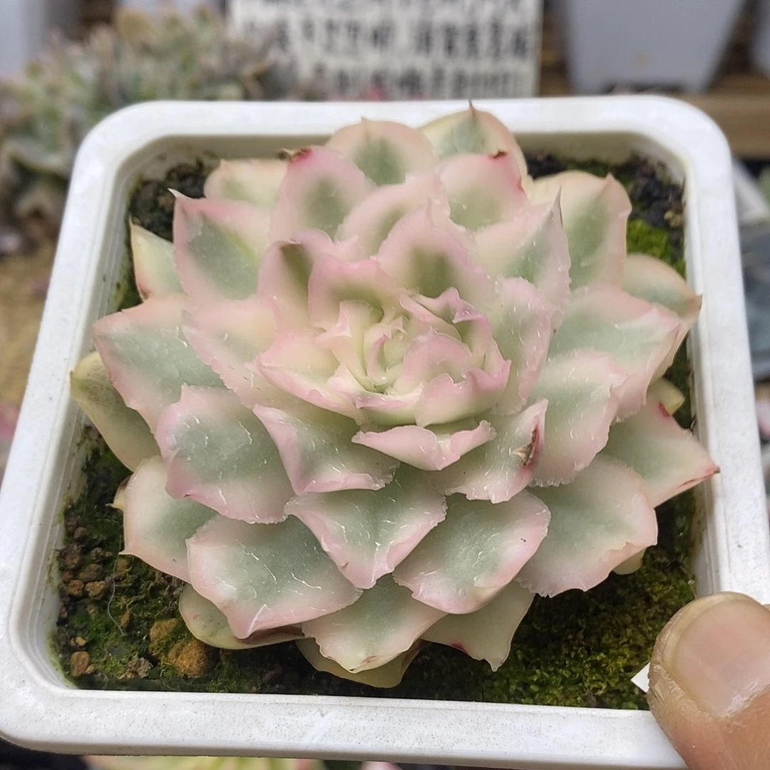 01136 紫蝴蝶锦多肉