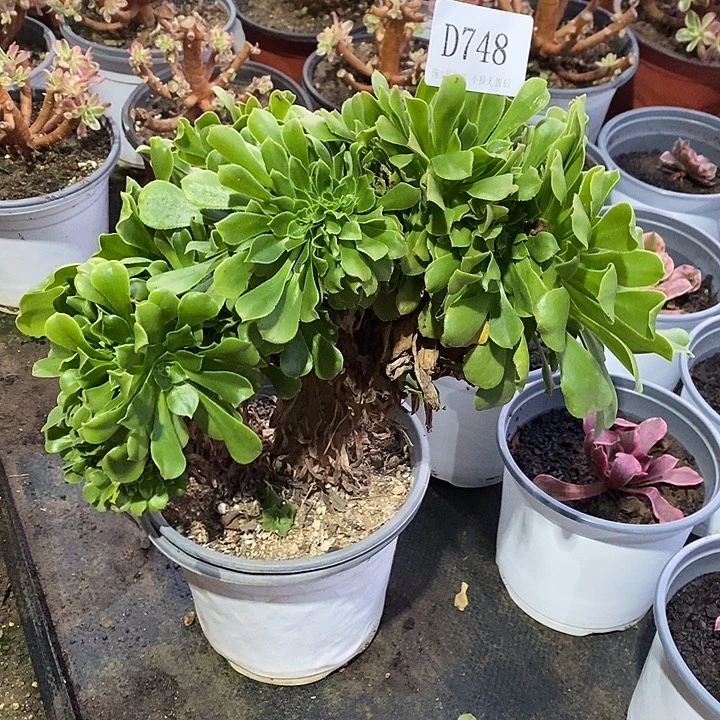 748绿杨蓉多肉缀化有裂