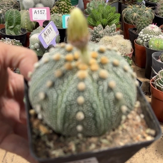 完全开放多肉植物实生星兜888