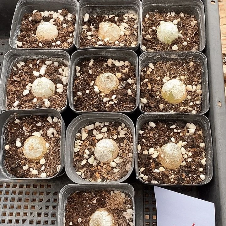 1365母本大灯泡一组