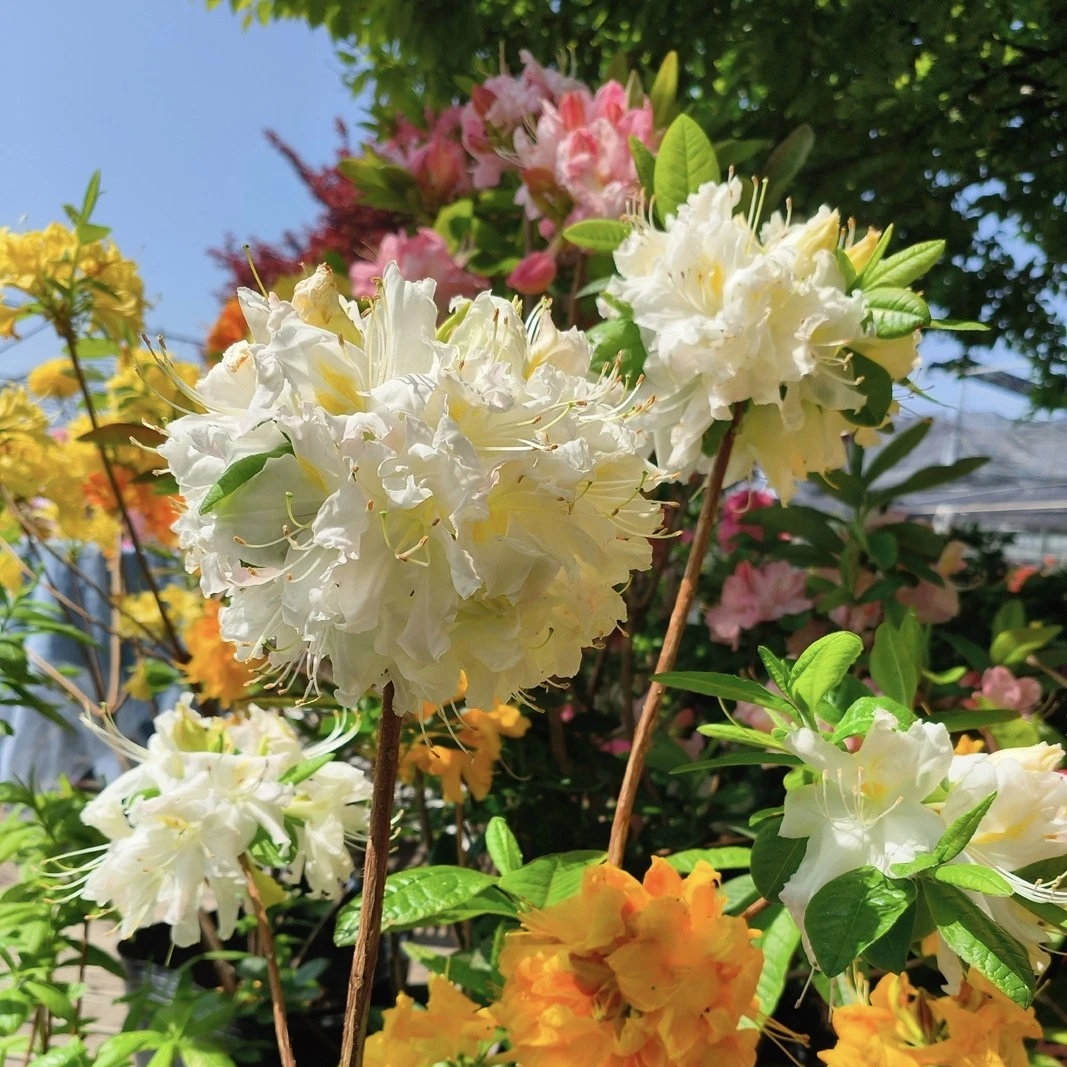 基地进口直发落叶杜鹃——清纯