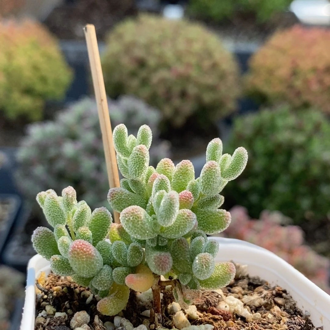 优选冰晶6130枝干番杏