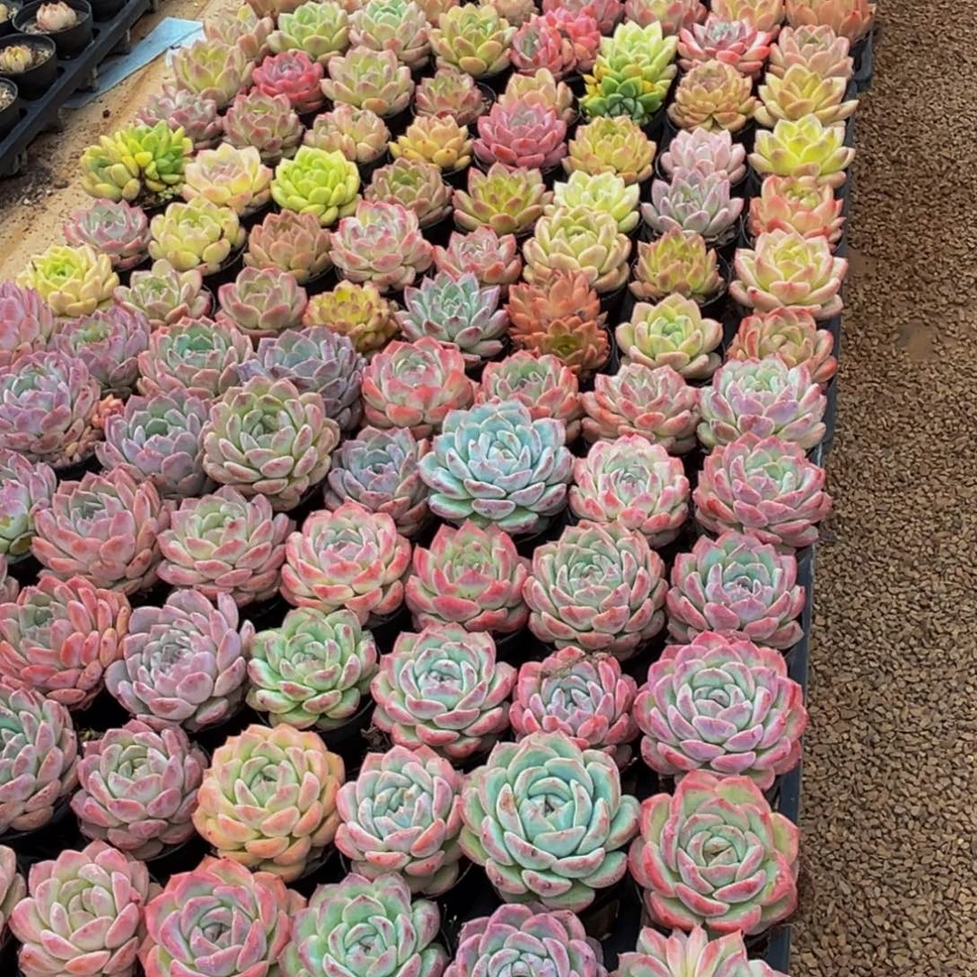 讨***菜335多肉植物和植物的生长