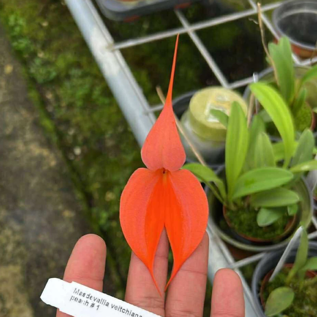 刀刀花园【维奇三尖兰】小众南美稀有兰花好养易开花桌面盆栽