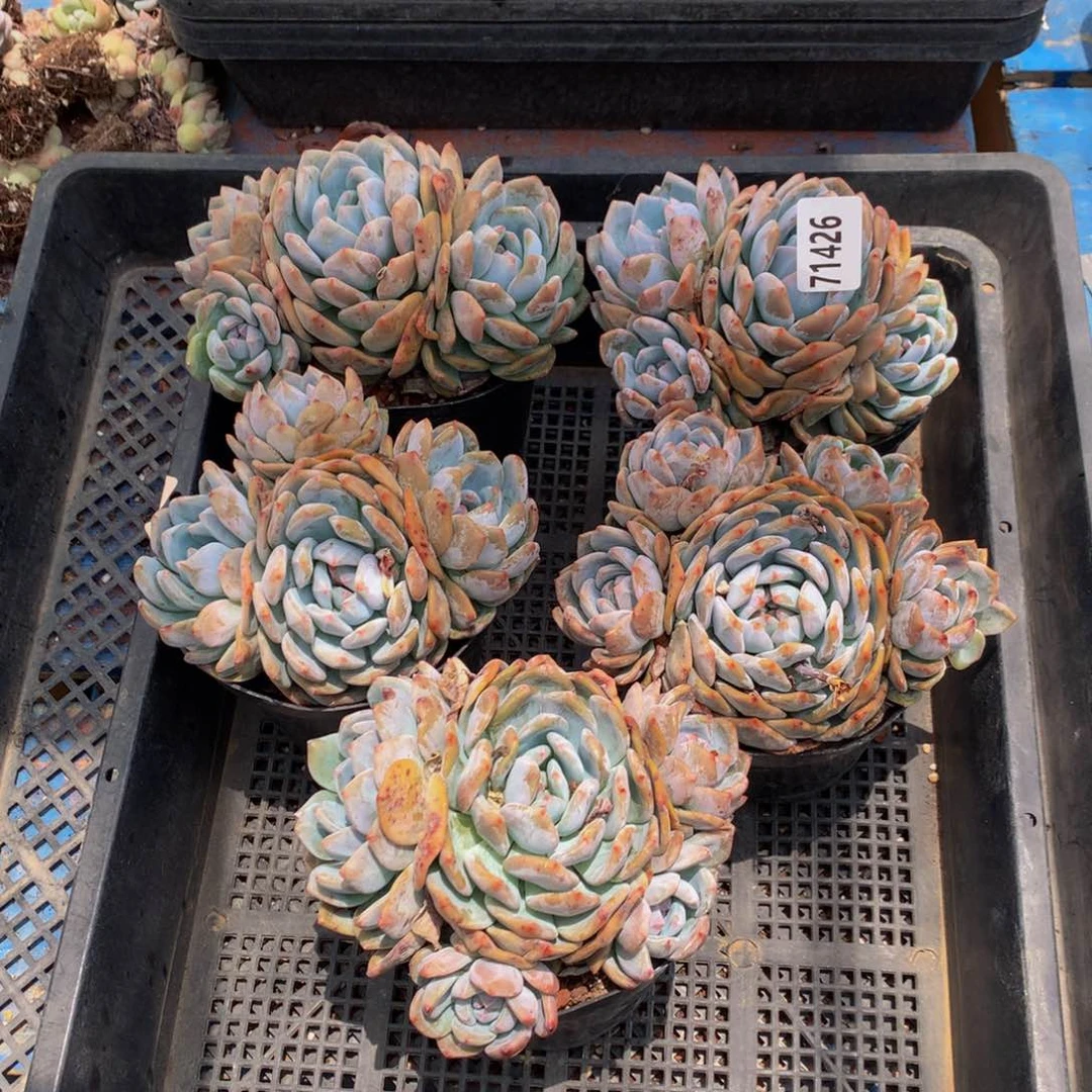 小***爱71426五个嗯嗯嗯嗯嗯嗯好喜欢